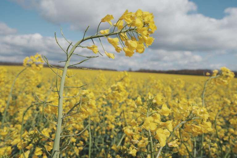 L’influence de la spéculation sur les cours des produits agricoles en